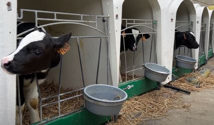krave na belgijskoj farmi Koeweidehof
